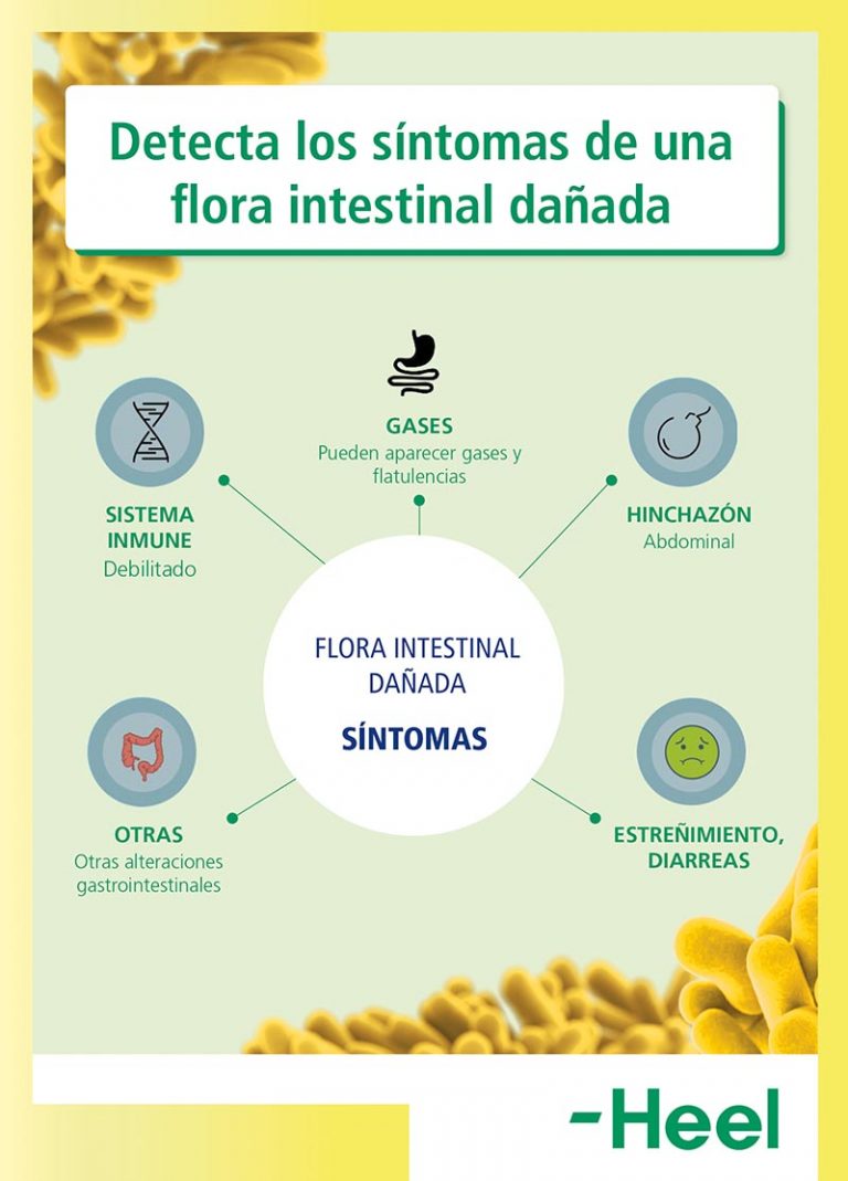 polvo para restaurar la flora intestinal